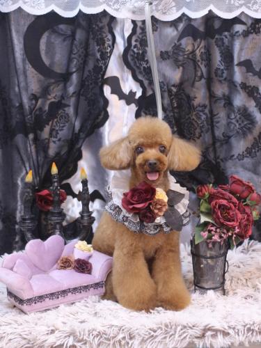 20231031茶々丸くん